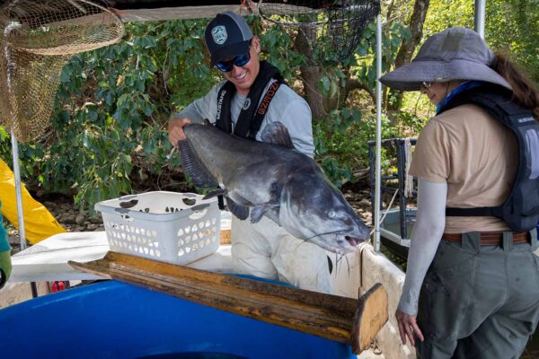 An image of Blue Catfish