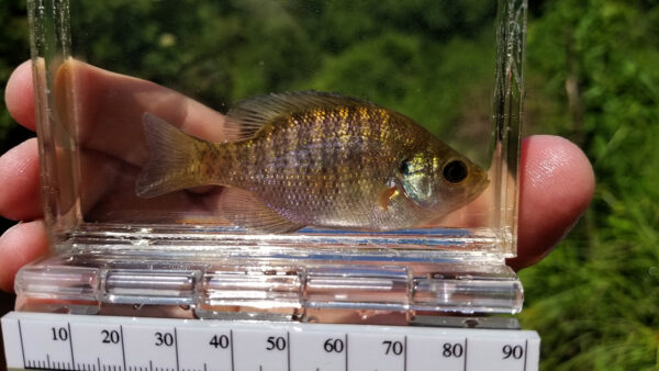 An image of Bluegill