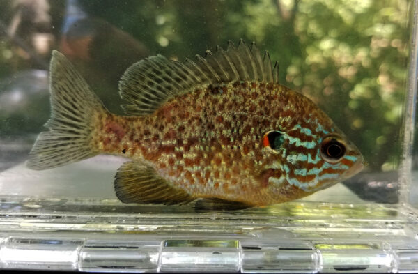 An image of Pumpkinseed