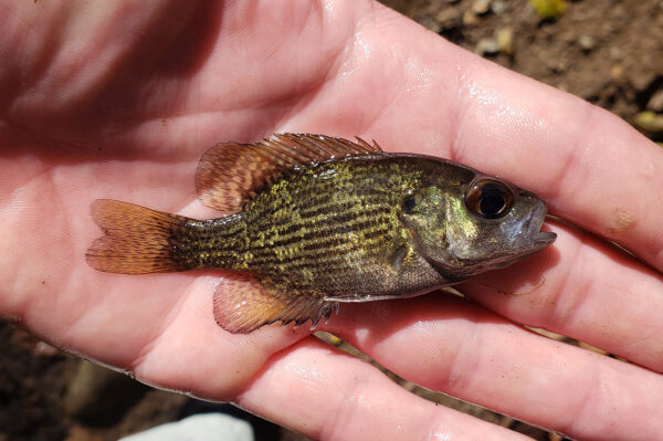 An image of Rock Bass